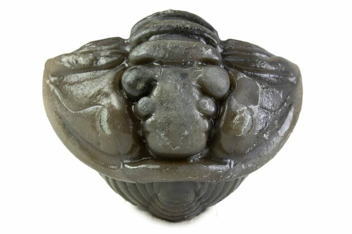 Wide Enrolled Flexicalymene Trilobite - Mt Orab, Ohio #375062